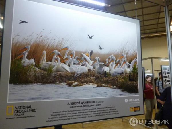 Фотовыставка журнала National Geographic Дикая природа России-2017