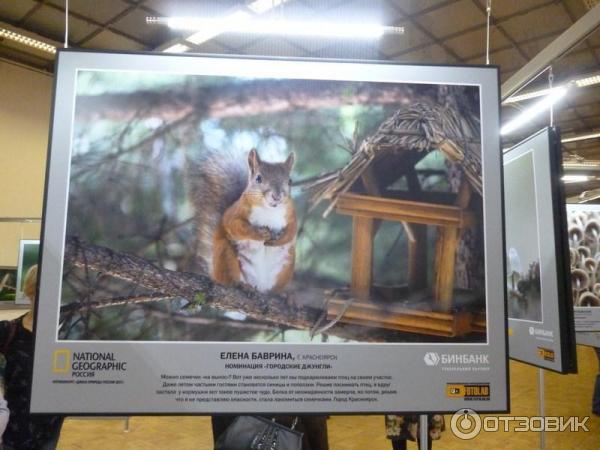 Фотовыставка журнала National Geographic Дикая природа России-2017