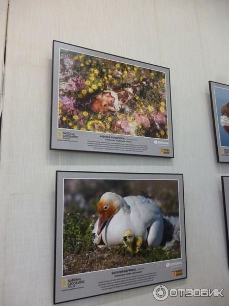 Фотовыставка журнала National Geographic Дикая природа России-2017