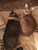 Корм для кошек Superpet фото