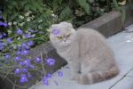 Корм для кошек Superpet фото