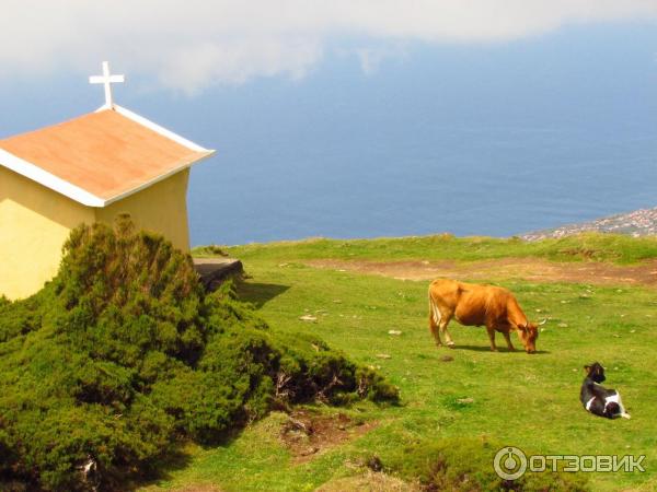 Мадейра (Португалия) фото