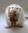 little-minstrel