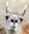 MamaLama