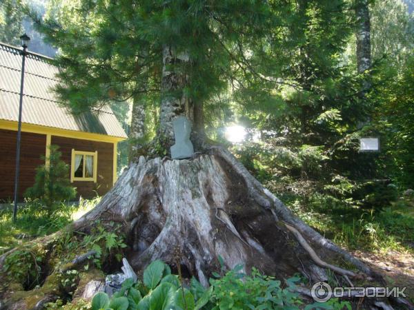 Турбаза Эстюба (Россия, Горный Алтай) фото