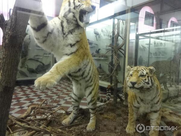 Зоологический музей МГУ им. М. В. Ломоносова (Россия, Москва) фото