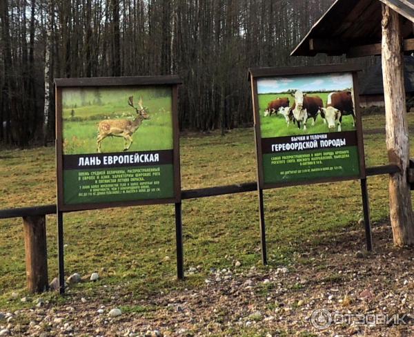 Коробчицы.