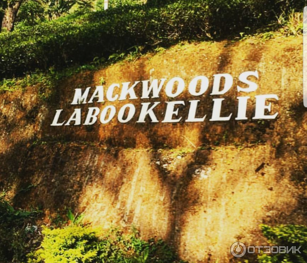 Экскурсия на чайную фабрику Mackwoods labookellie (Шри-Ланка, Нувара-Элия) фото