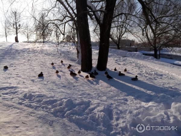 Музей-заповедник Царицыно (Россия, Москва) фото