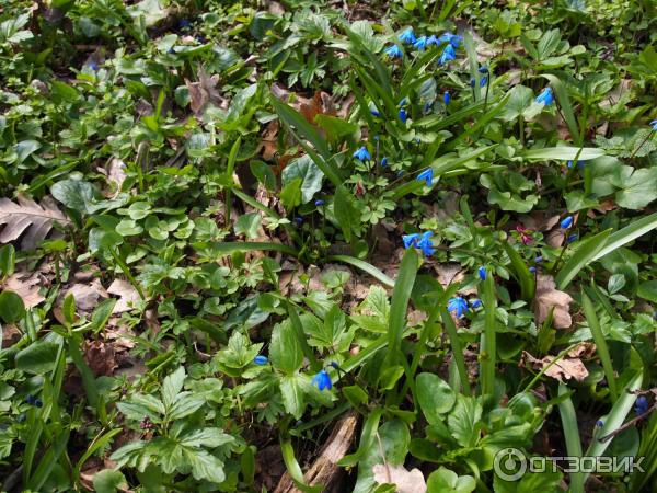 Отель Буковая роща Железноводск фото
