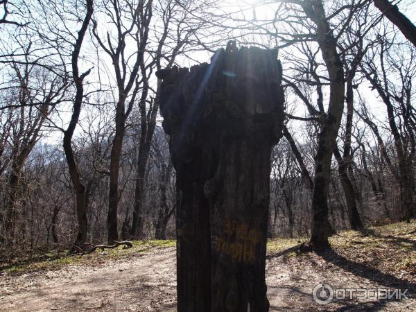 Отель Буковая роща Железноводск фото