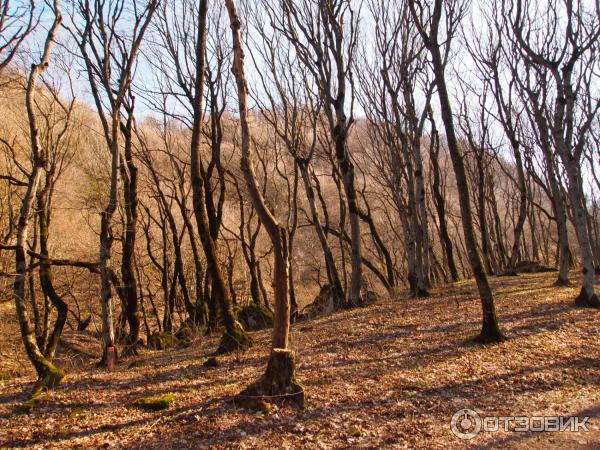 Отель Буковая роща Железноводск фото