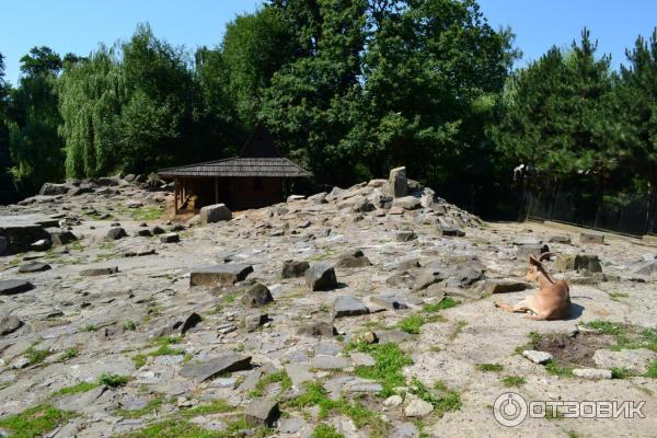 Краковский зоопарк (Малопольское воеводство) фото