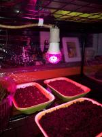 Светодиодная лампа Uniel LED для растений фото