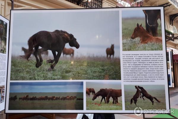 Выставка фотографий Игоря Шпиленка Сто заповедных лет (Россия, Москва)