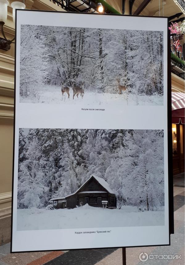 Выставка фотографий Игоря Шпиленка Сто заповедных лет (Россия, Москва)