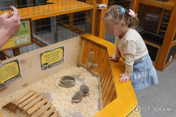 Ручной Zоопарк в ТРЦ Эльград город Электросталь