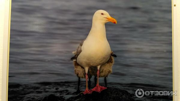 Первый международный фотофестиваль Материнство в дикой природе (Россия, Санкт-Петербург)