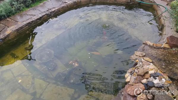 Борисоглебский мужской монастырь (Россия, Дмитров) фото