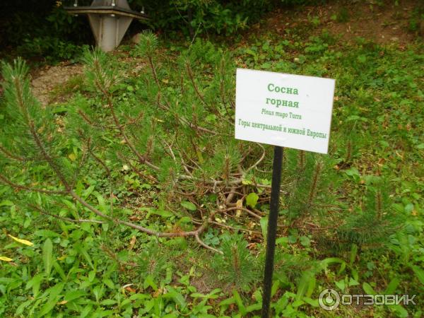 Палеопарк Государственного Дарвиновского музея (Россия, Москва) фото