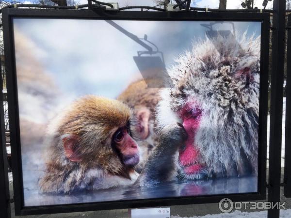 Фотовыставка Япония Традиции и современность на Тверском бульваре (Россия . Москва)