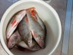 Рыбочистка LuxFish фото