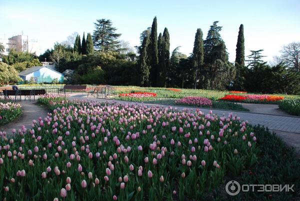 Выставка тюльпанов в Никитском Ботаническом саду (Крым, Ялта) фото