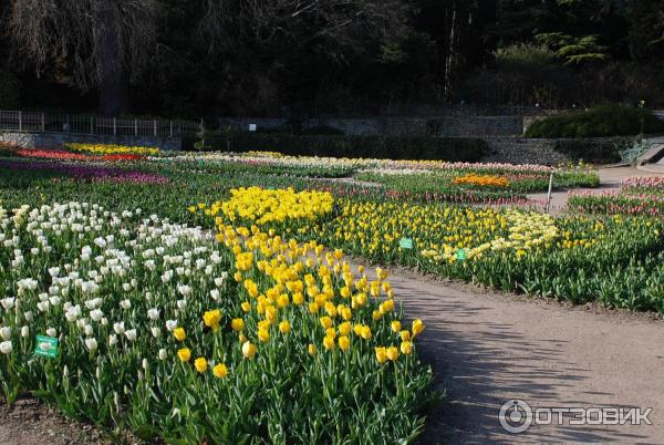 Выставка тюльпанов в Никитском Ботаническом саду (Крым, Ялта) фото