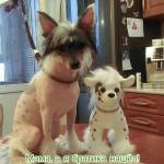 Голая Китайская хохлатая собака фото