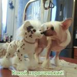 Голая Китайская хохлатая собака фото