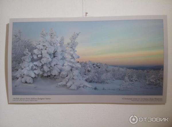 Фотовыставка Натальи Беленцовой - Русская зима - в галерее Артмуза (Россия, Санкт-Петербург) - Наталья Беленцова, Стильные елки от кутюрье Деда Мороза (Южный Урал, гора Дальний Таганай (хребет Таганай))