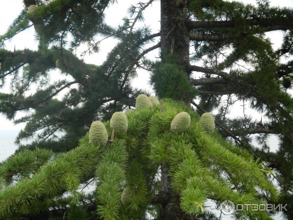 Пансионат Колхида (Абхазия, Гагра) фото