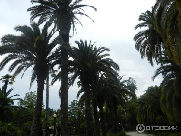 Пансионат Колхида (Абхазия, Гагра) фото