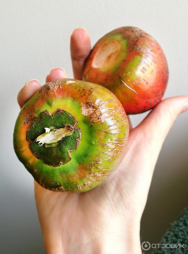 Экзотический фрукт Pejibaye