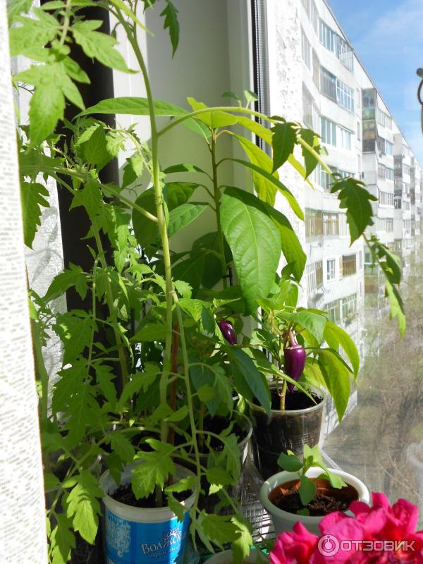 Семена Аэлита Перец сладкий Биг Папа фото