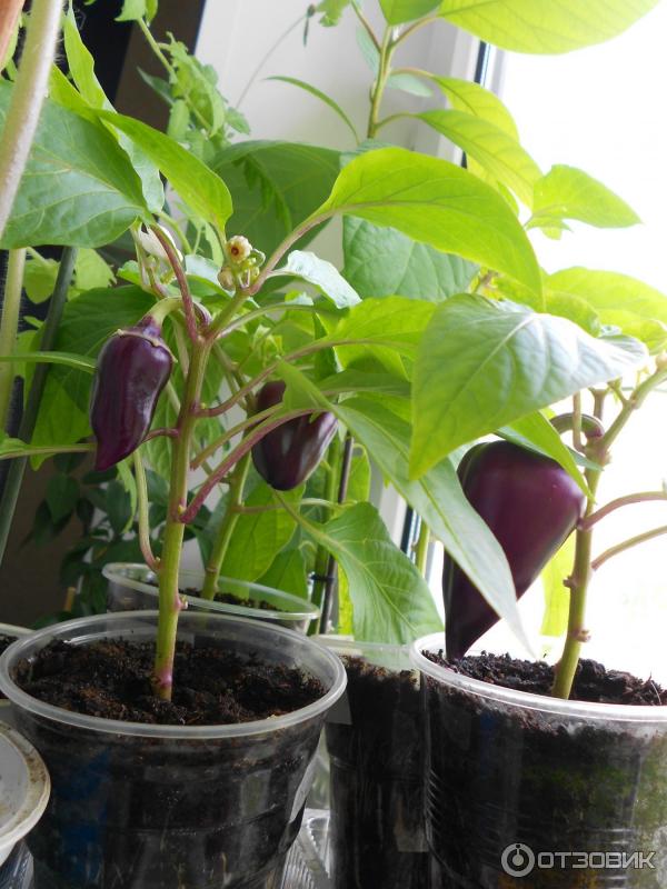 Семена Аэлита Перец сладкий Биг Папа фото