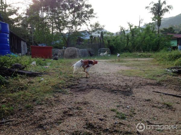 боевые петухи Пангана