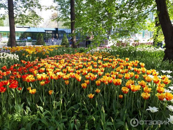 Весенний фестиваль цветов в Аптекарском огороде (Россия, Москва) фото