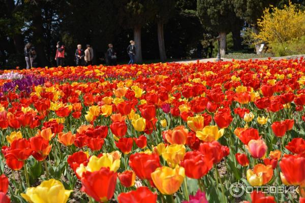 Никитский Ботанический сад (Крым, Ялта) фото