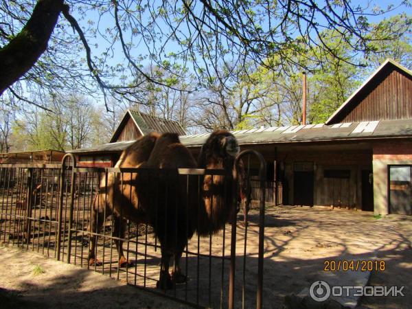 Зоопарк в г. Каунас (Литва) фото