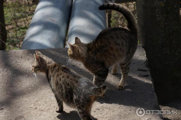 Кошечки, которые жили около санатория, гордо именуемые Курортные коты