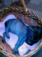 Голая Китайская хохлатая собака фото