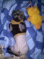 Голая Китайская хохлатая собака фото