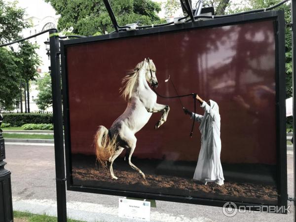 Фотовыставка Лошади мира на Тверском бульваре (Россия, Москва)