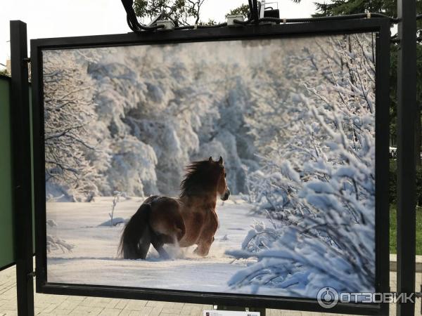 Фотовыставка Лошади мира на Тверском бульваре (Россия, Москва)