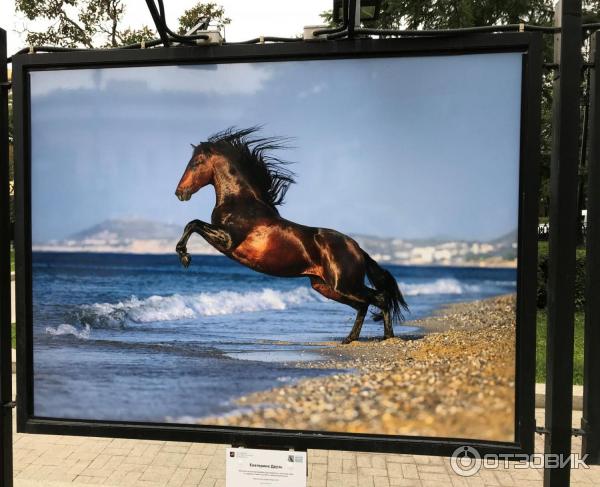 Фотовыставка Лошади мира на Тверском бульваре (Россия, Москва)