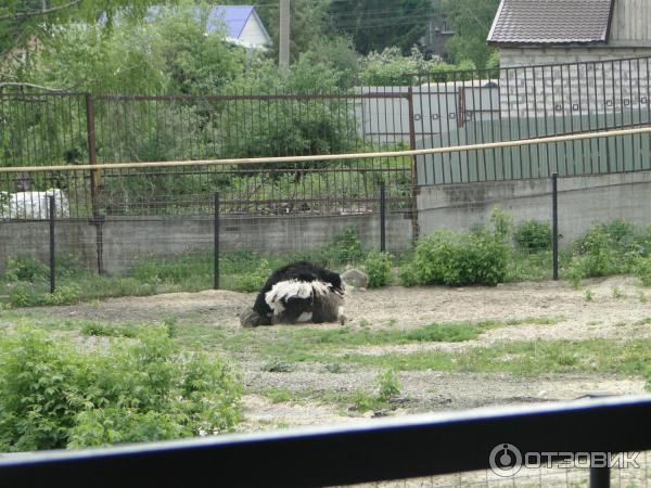 Пензенский зоопарк (Россия, Пенза) фото