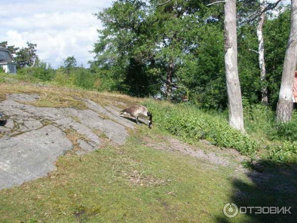 Остров Сеурасаари (Финляндия, Хельсинки) фото