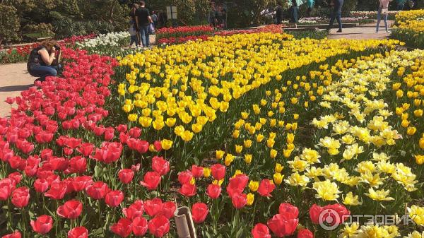 Выставка тюльпанов в Никитском Ботаническом саду (Крым, Ялта) фото