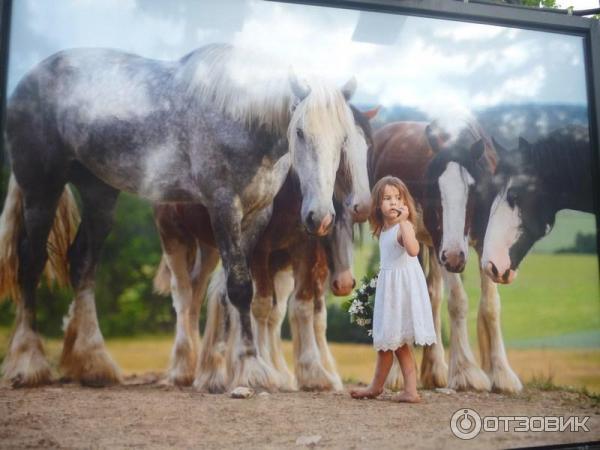 Фотовыставка Лошади мира на Тверском бульваре (Россия, Москва)